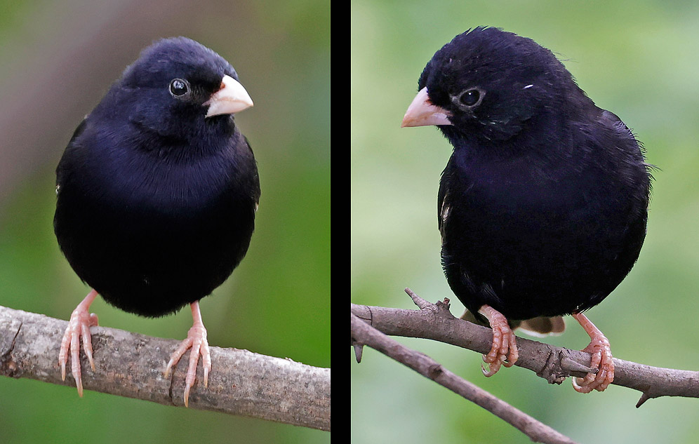 Purple Indigobird